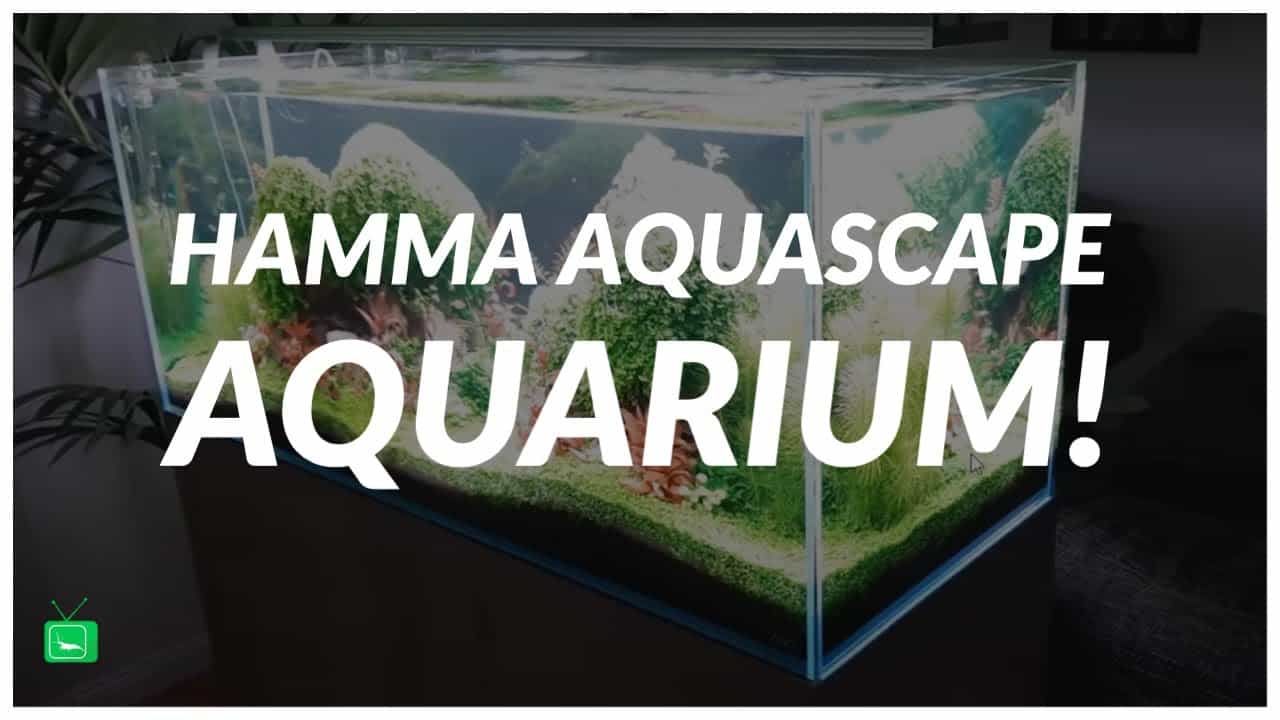 GarnelenTv Video Tipp: Atemberaubendes Aquascape Aquarium