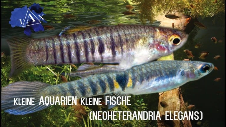 Tobis Aquaristikexzesse Video Tipp: Neoheterandria elegans