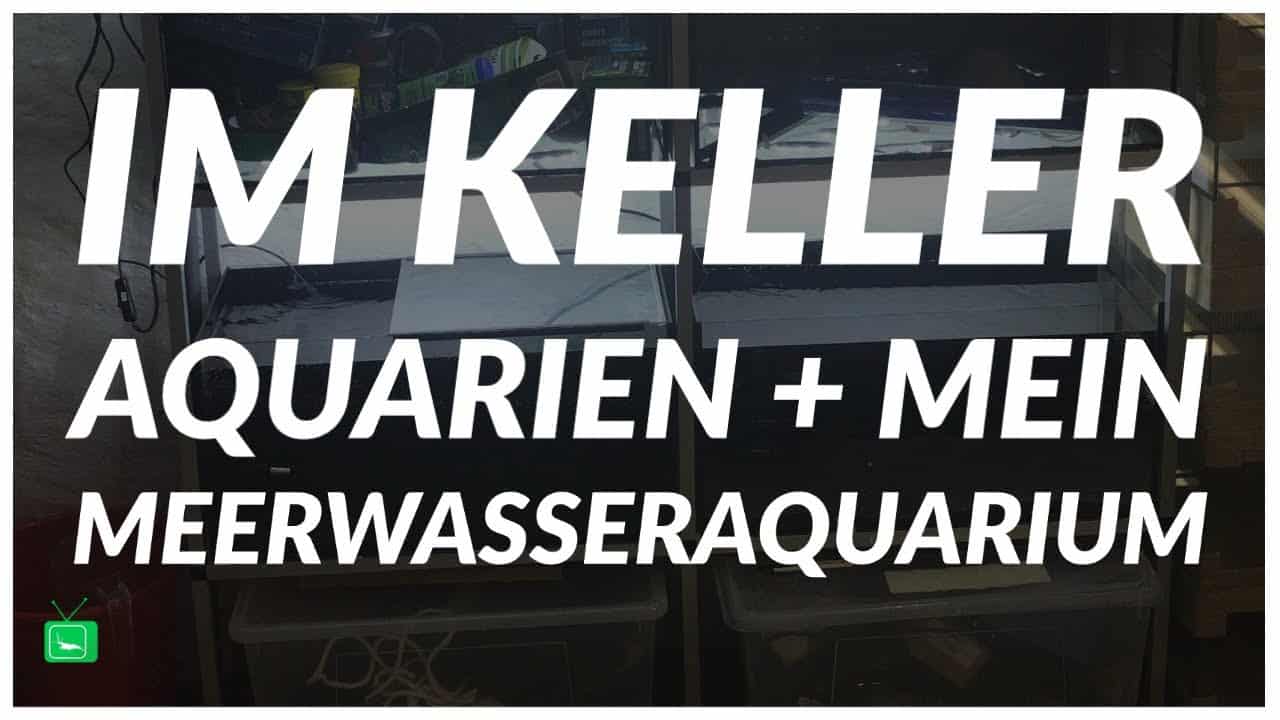 GarnelenTv Video Tipp: Meerwasseraquarium und Kelleranlage Teil 2