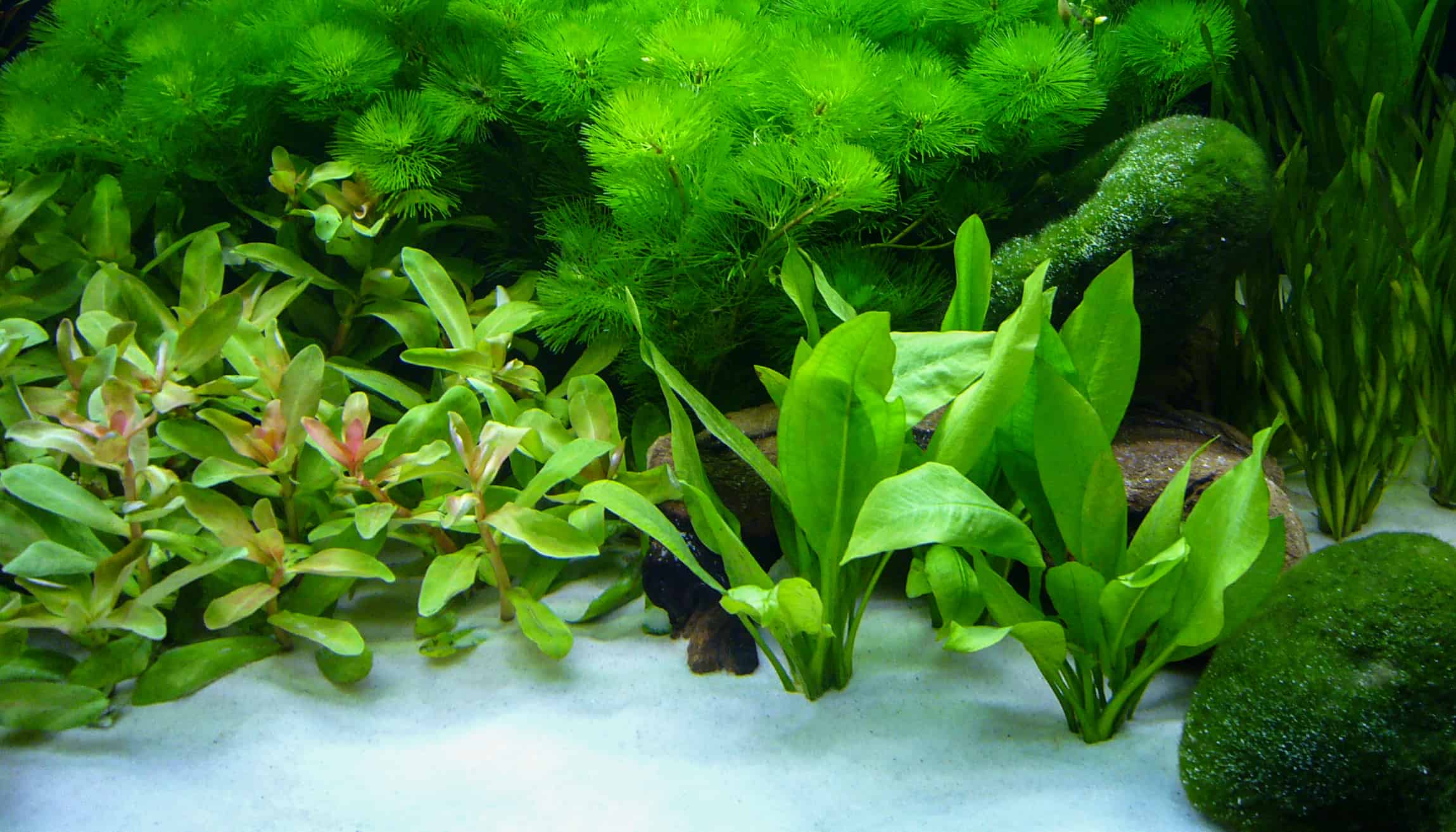 7 Tipps für das Einsetzen von Pflanzen ins Aquarium - so wachsen Aquarienpflanzen sicher an