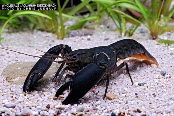 Cherax holthuisi black scorpion