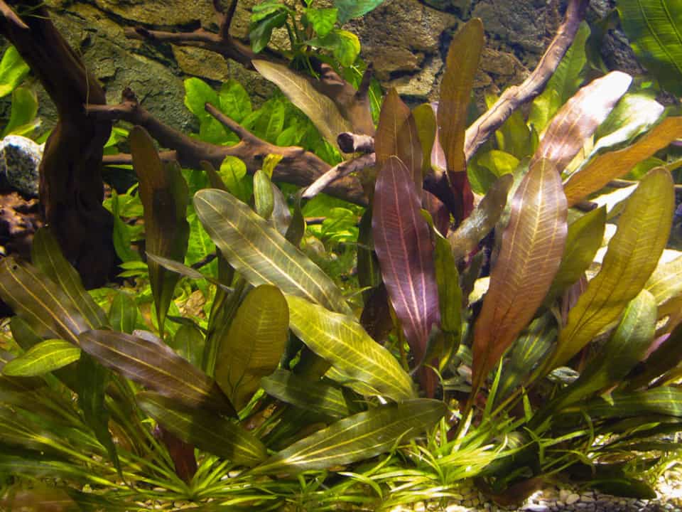7 Tipps für das Einsetzen von Pflanzen ins Aquarium - so wachsen Aquarienpflanzen sicher an 2
