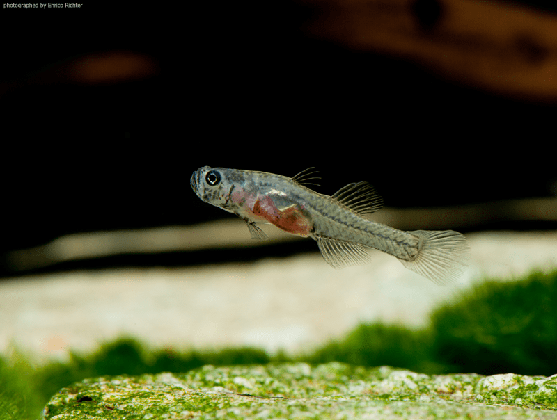 Glasgrundel-Gobiopterus chuna