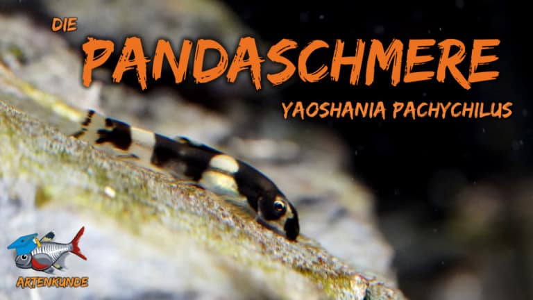 AQUaddicted! - Video Tipp: Die Panda Schmerle im Portrait