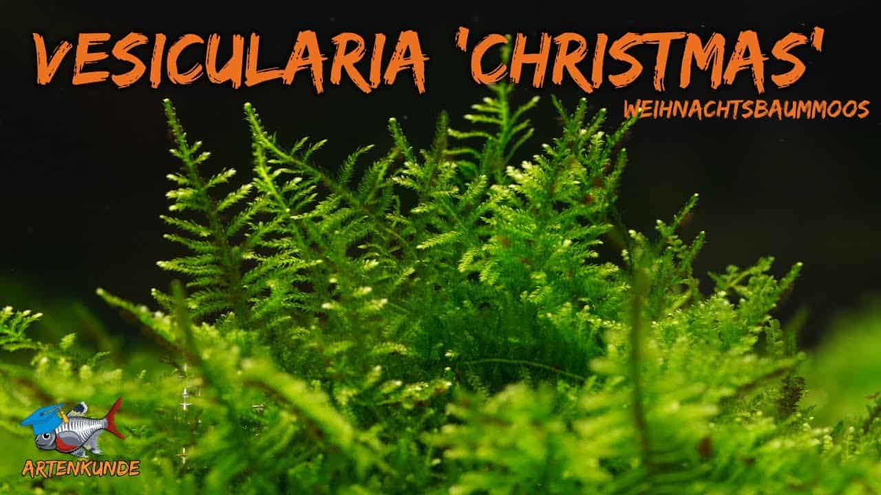 AQUaddicted! – Video Tipp:  Das Christmas Moos