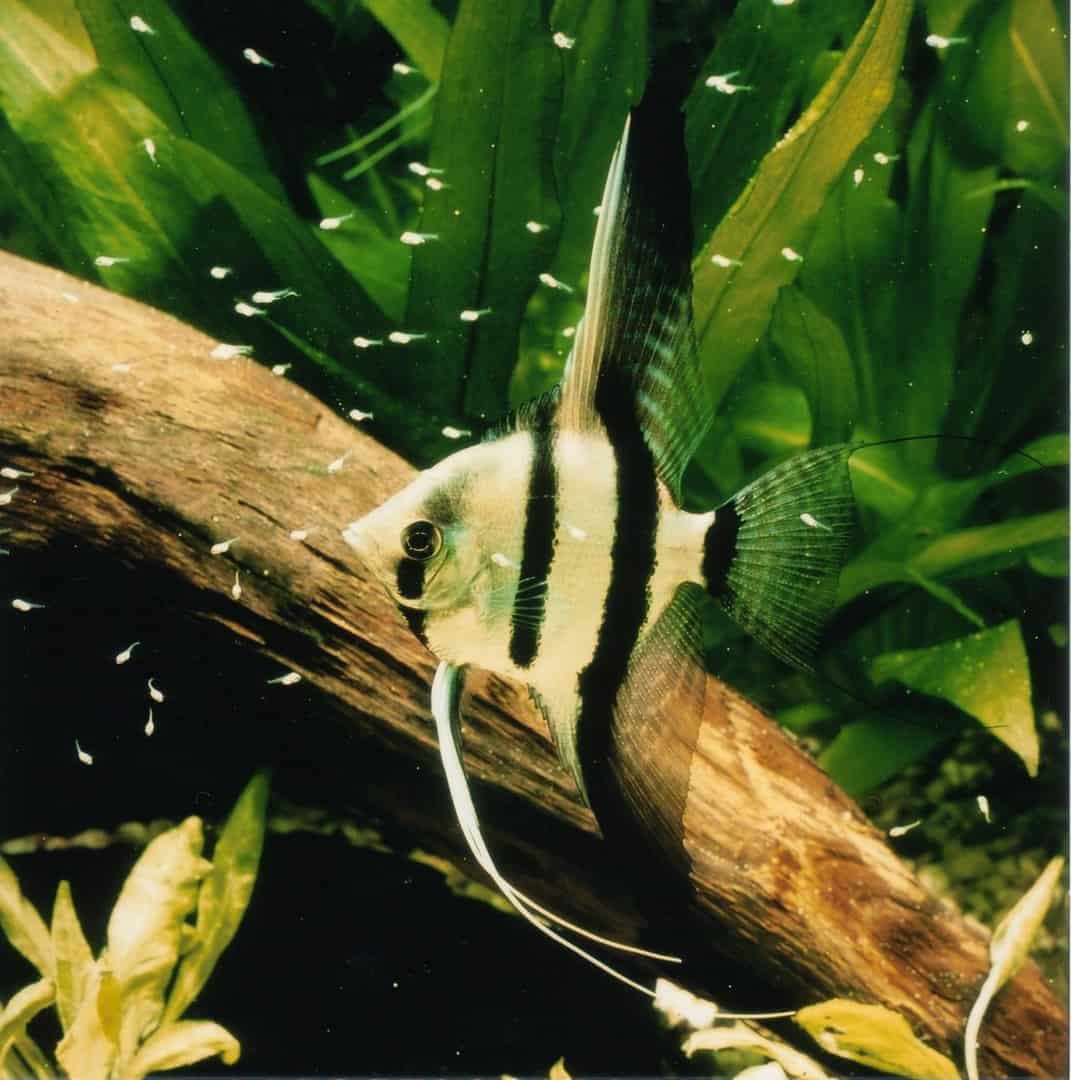 Nachhaltige Einrichtung des Aquariums: Heimische Hölzer