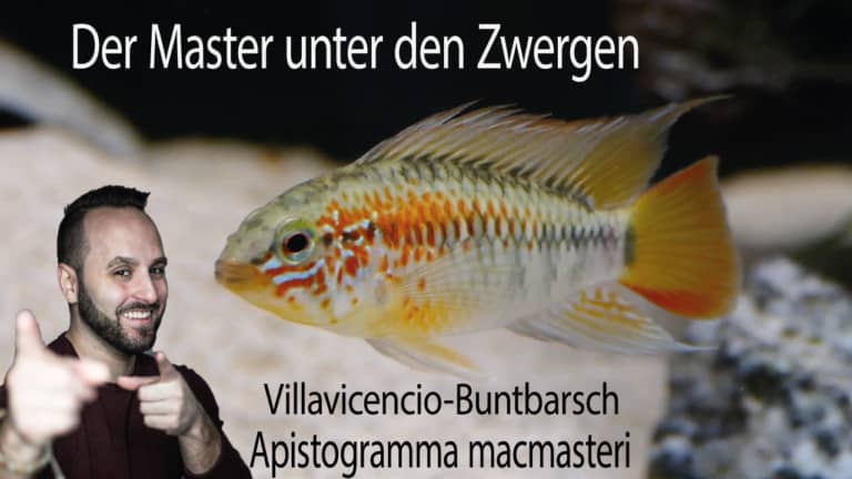 Tobis Aquaristikexzesse Video Tipp: Villavicencio Zwergbuntbarsch