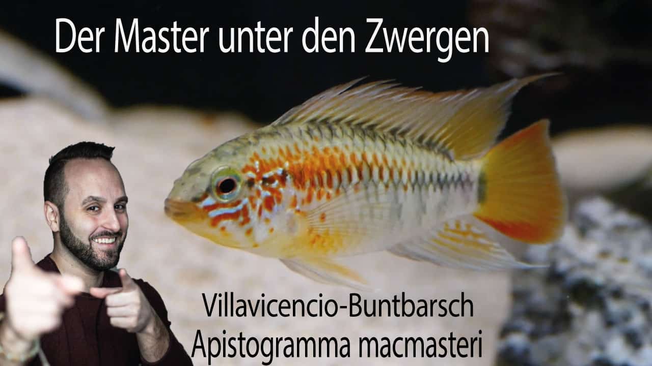 Tobis Aquaristikexzesse Video Tipp: Villavicencio Zwergbuntbarsch