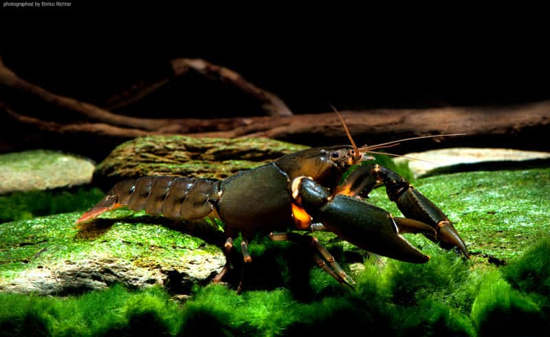 Cherax sp Black Scorpion 8-10cm
