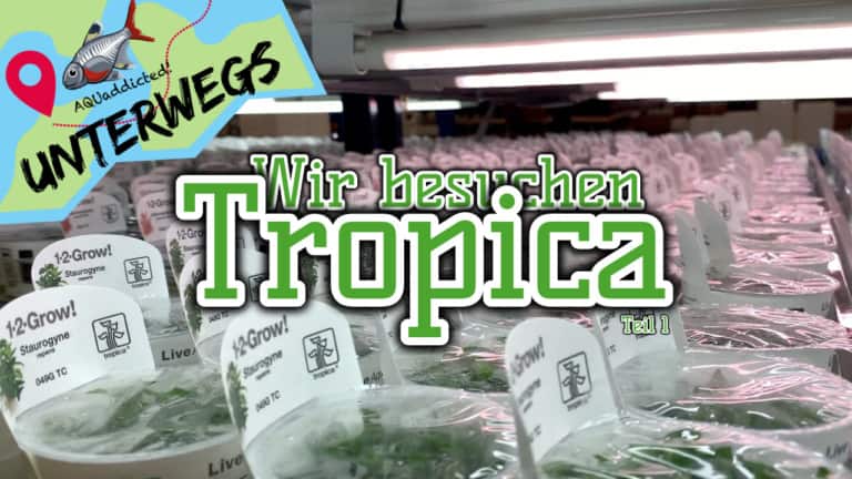 AQUaddicted! - Video Tipp: Wo kommen unsere Wasserpflanzen her - Zu Besuch bei Tropica