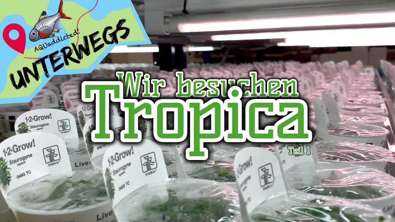 AQUaddicted! – Video Tipp: Wo kommen unsere Wasserpflanzen her – Zu Besuch bei Tropica