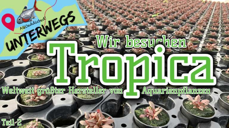 AQUaddicted! - Video Tipp: Vom Samen zur Wasserpflanze - Zu Besuch bei Tropica 2