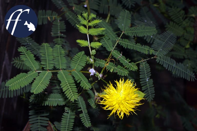 Franky Friday: Mimosen - Pflanzen auch im Wasser