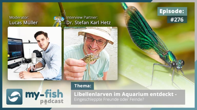 Podcast Episode #276: Libellenlarven im Aquarium entdeckt - Eingeschleppte Freunde oder Feinde? (Dr. Stefan Karl Hetz)