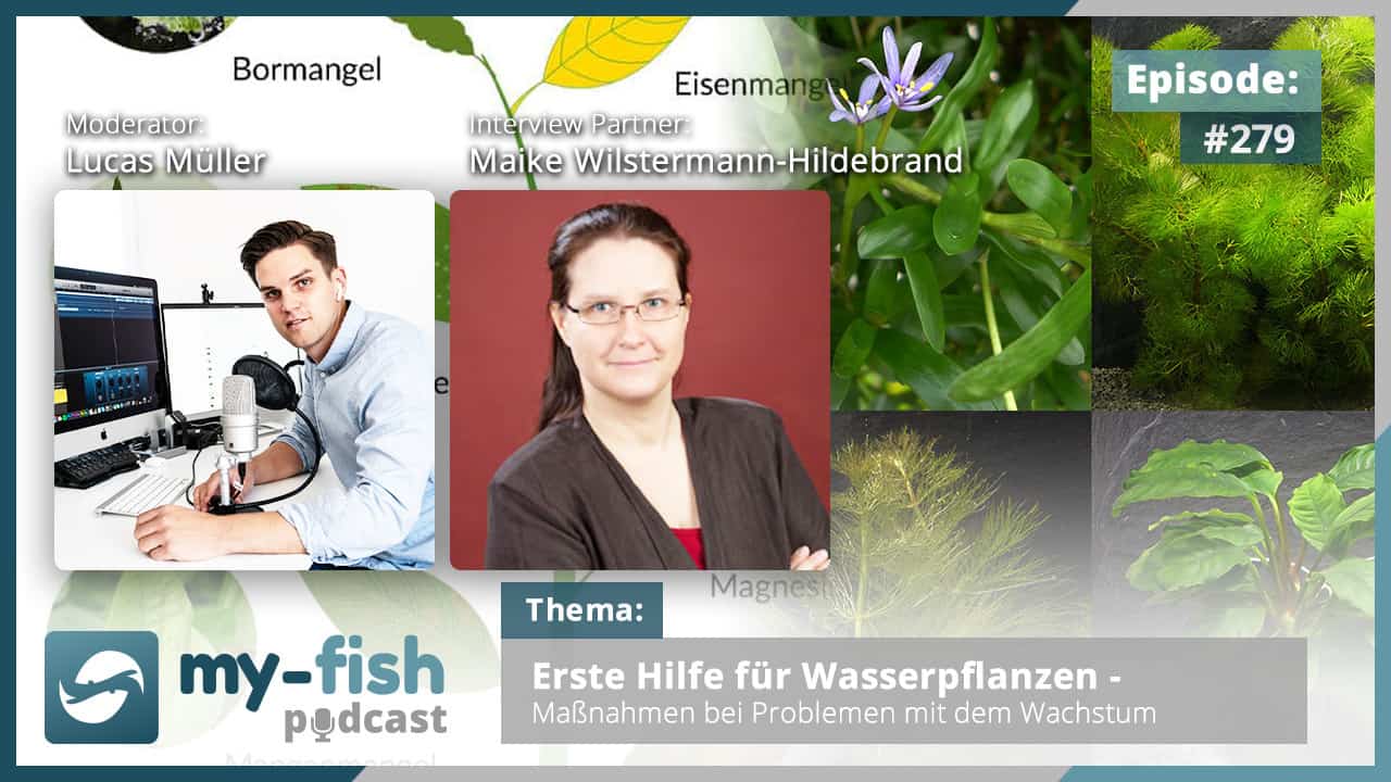 Podcast Episode #279: Erste Hilfe für Wasserpflanzen – Maßnahmen bei Problemen mit dem Wachstum (Maike Wilstermann-Hildebrand) 1