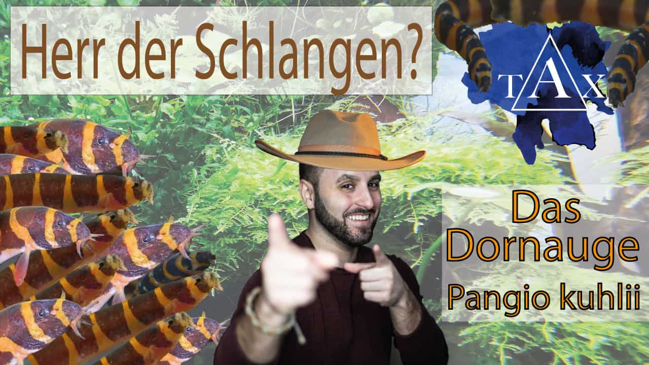 Tobis Aquaristikexzesse Video Tipp: Haltung und Pflege von Dornaugen
