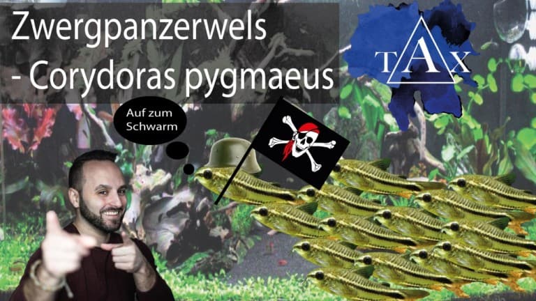Tobis Aquaristikexzesse Video Tipp: Corydoras pygmaeus - Zwergpanzerwels