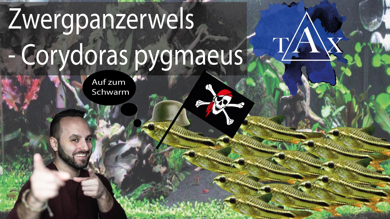 Tobis Aquaristikexzesse Video Tipp: Corydoras pygmaeus – Zwergpanzerwels
