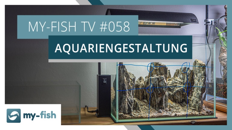 my-fish TV: Aquarien ansprechend gestalten mit diesen Grundregeln