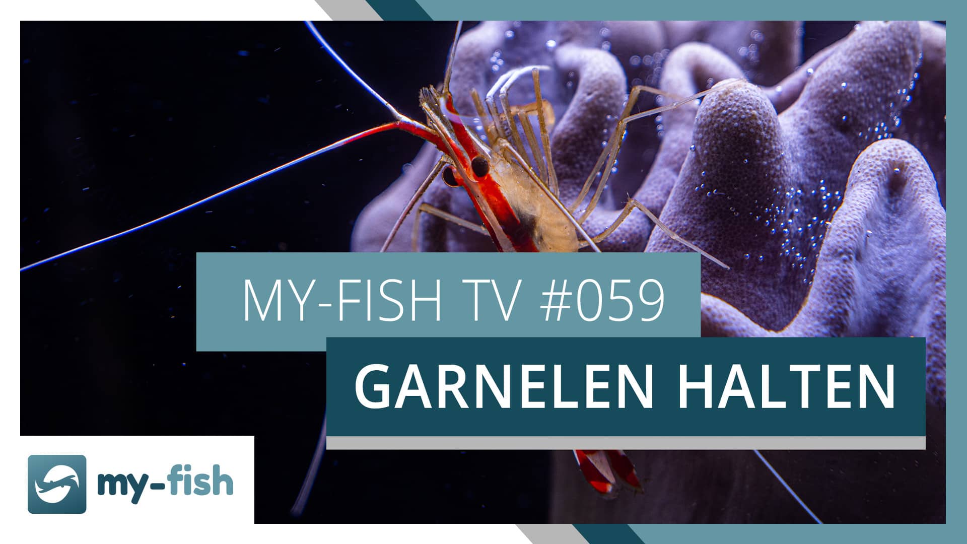 my-fish TV: Garnelen im Aquarium –  eine Übersicht