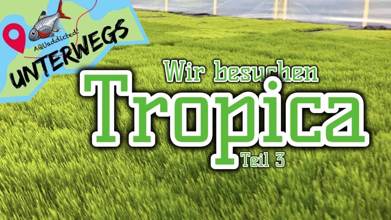 AQUaddicted! – Video Tipp: Ein Zelt voller Moose – Zu Besuch bei Tropica 3