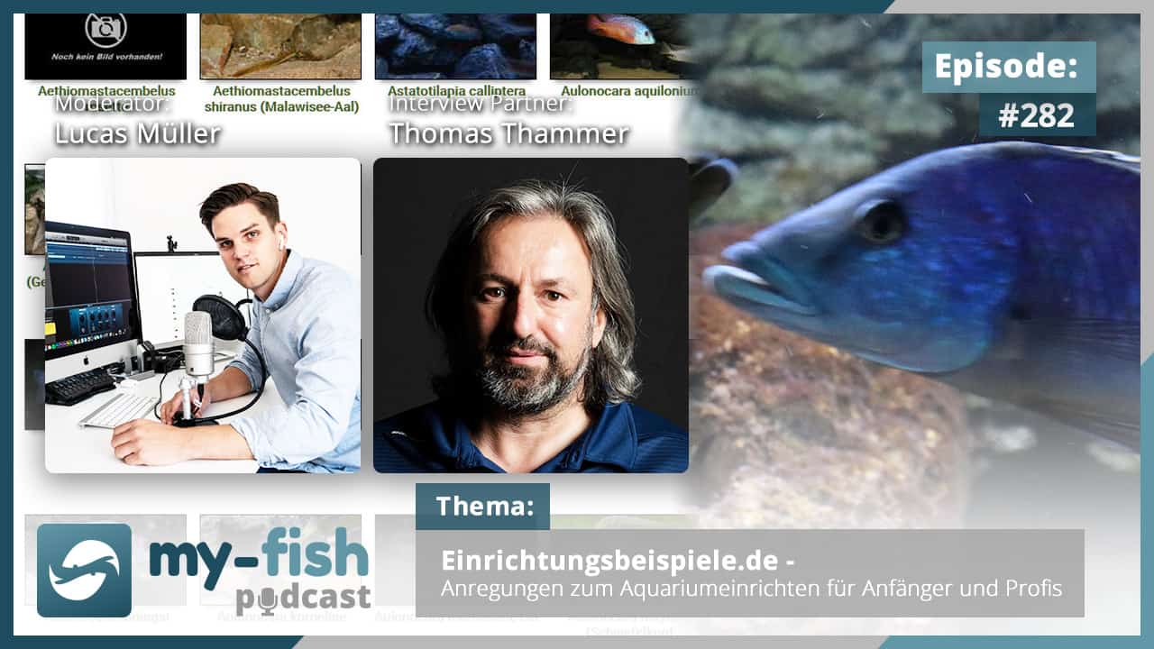 Podcast Episode #282: Einrichtungsbeispiele.de – Anregungen zum Aquariumeinrichten für Anfänger und Profis (Thomas Thammer)