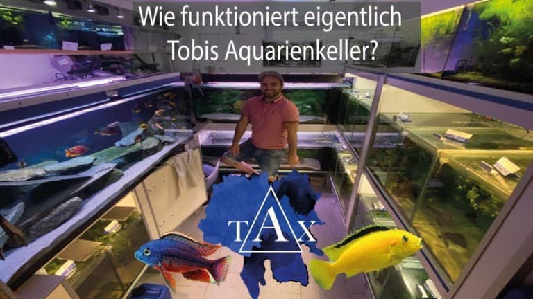 Tobis Aquaristikexzesse Video Tipp:  Wie funktioniert eigentlich mein Aquarienkeller?