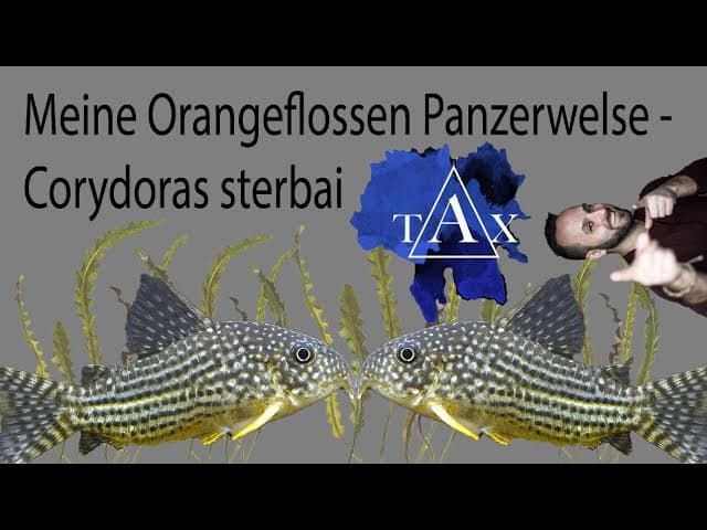 Tobis Aquaristikexzesse Video Tipp:  Corydoras sterbai - Zuchttiere und Nachzuchten