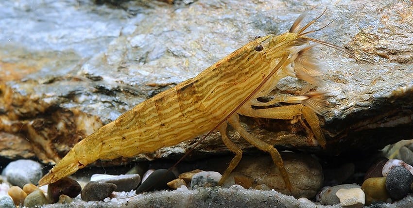 Atyopsis moluccensis