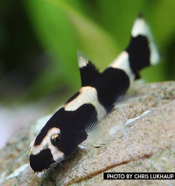 Yaoshania pachychilius - Panda Schmerle