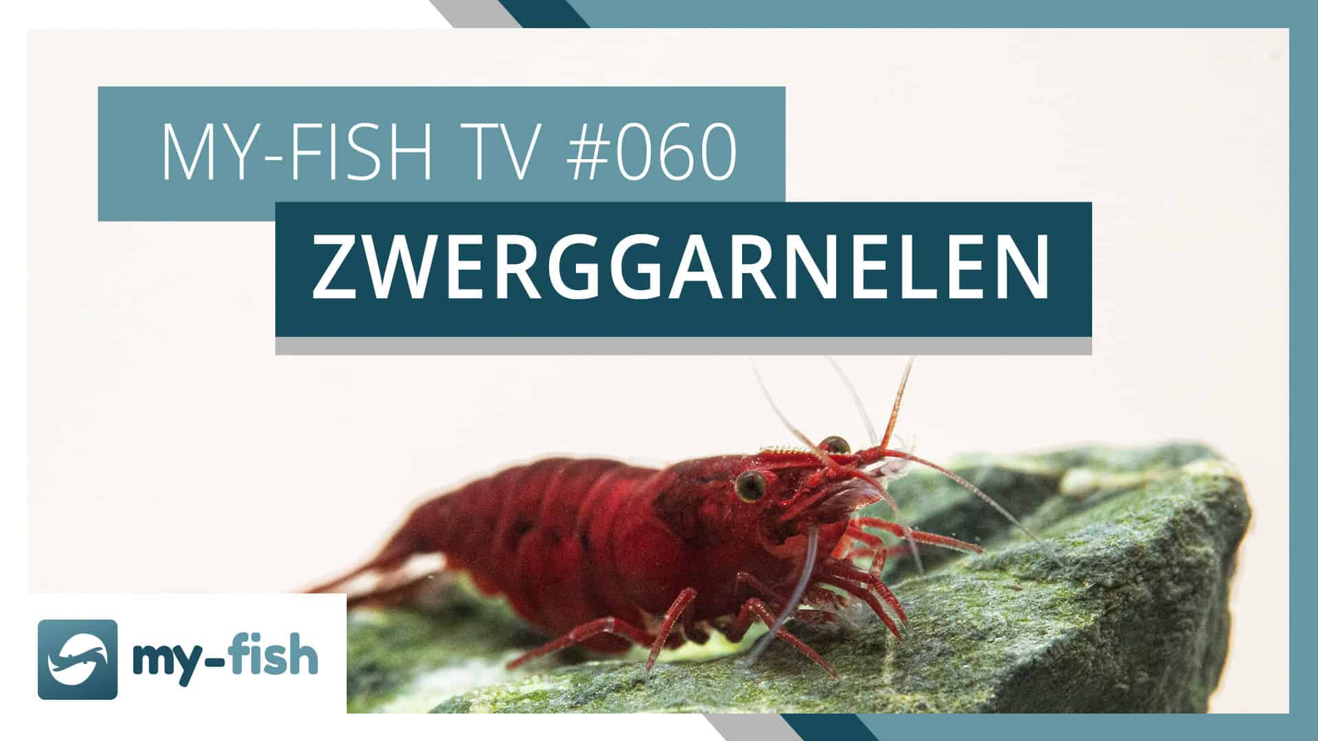 my-fish TV: Zwerggarnelen richtig im Aquarium halten