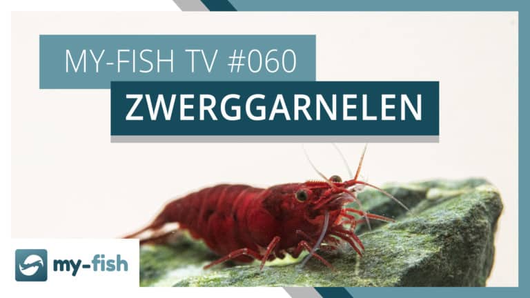 my-fish TV: Zwerggarnelen richtig im Aquarium halten