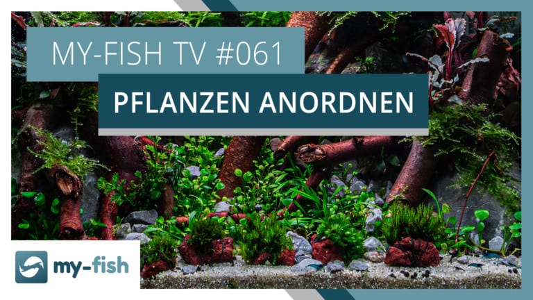 my-fish TV: Pflanzengruppen im Aquarium richtig einsetzen