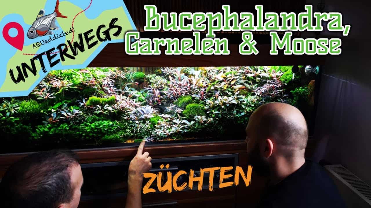 AQUaddicted! – Video Tipp: Bei einem Zwerggarnelenzüchter zu Besuch