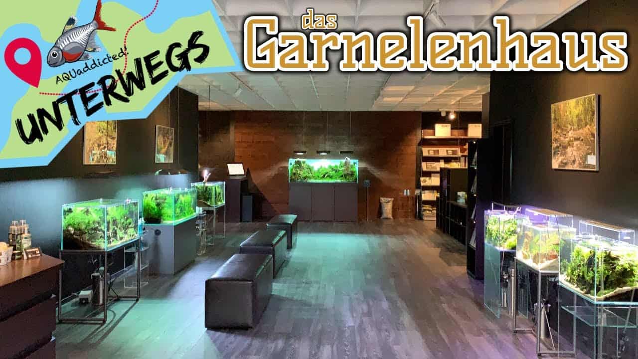 AQUaddicted! – Video Tipp: Zu Besuch im Garnelenhaus der Logemanns