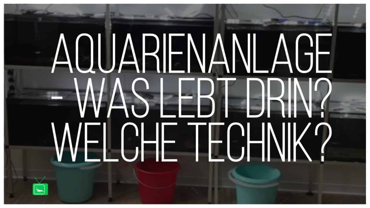 GarnelenTv Video Tipp: Aquarienanlage im Showroom  – Vorstellung