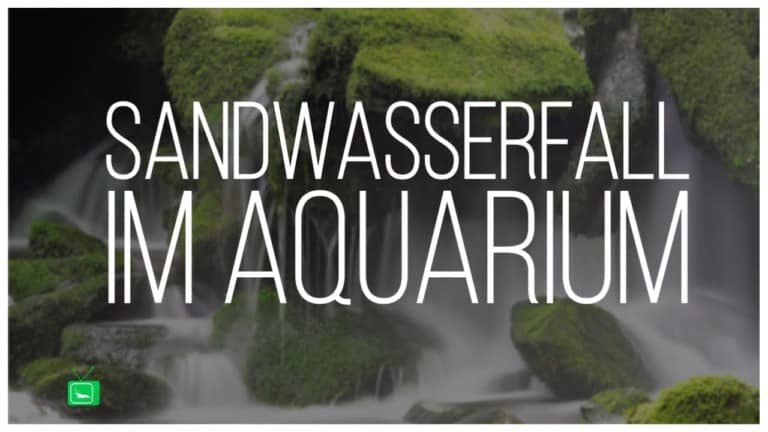 Garnelen Tv Video Tipp: Sandwasserfall im Aquascape Aquarium