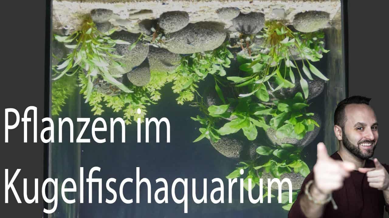 Tobis Aquaristikexzesse Video Tipp: Pflanzen für das Kugelfischaquarium