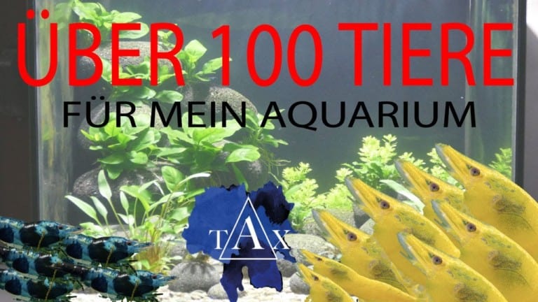 Tobis Aquaristikexzesse Video Tipp: Über 100 Tiere für meine Aquarien