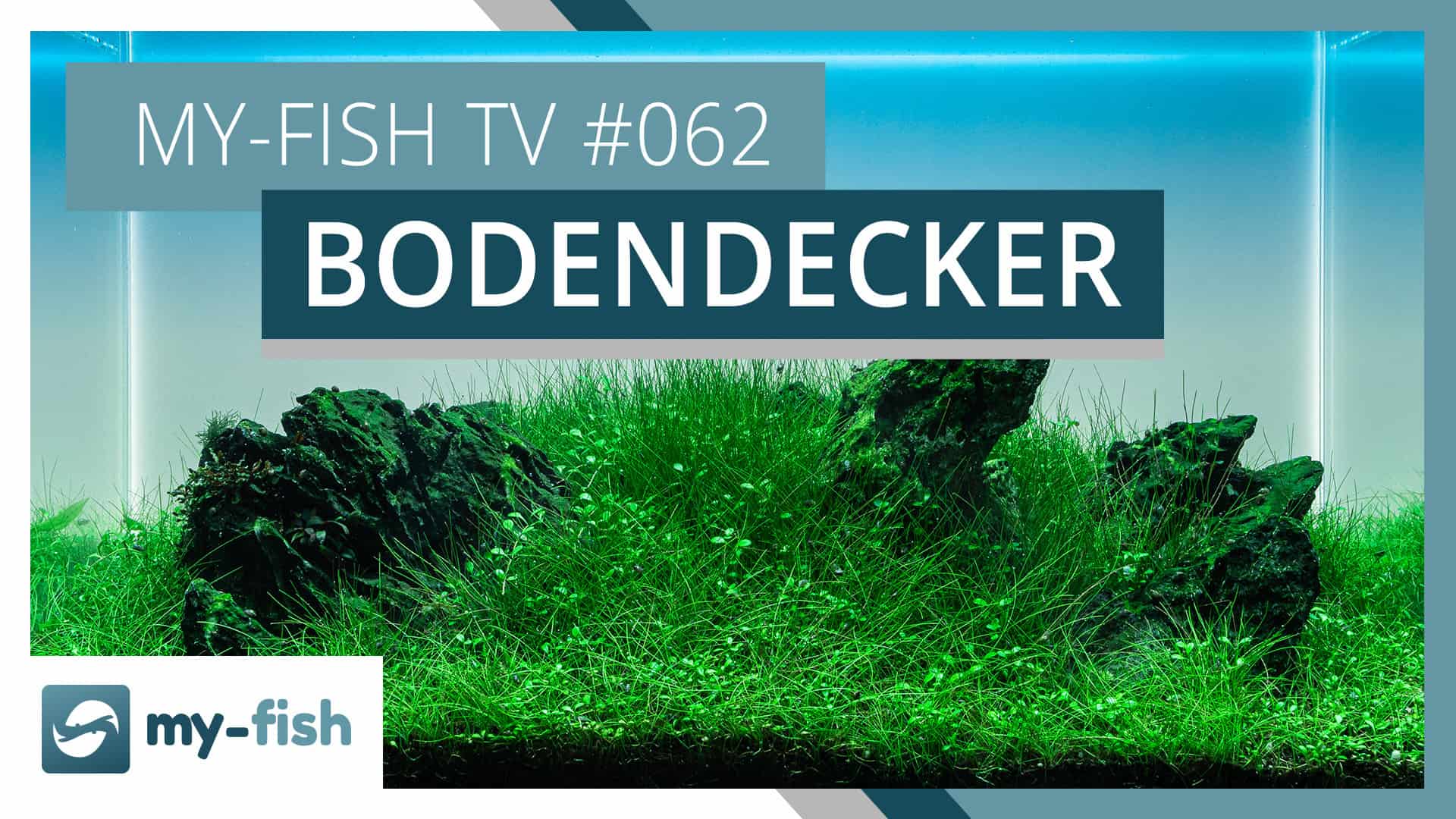 my-fish TV: Vordergrundpflanzen & Bodendecker im Aquarium halten
