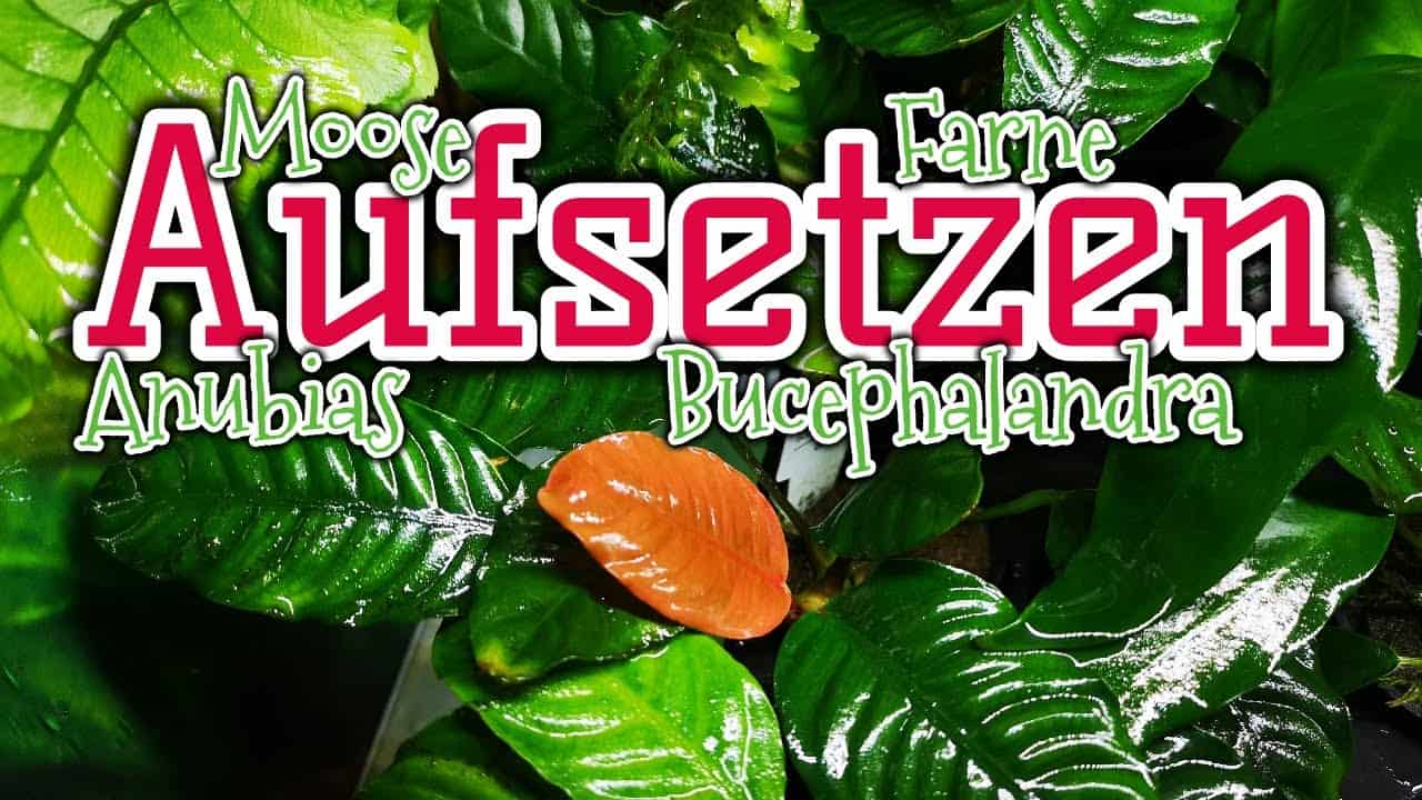 AQUaddicted! – Video Tipp: Aufsitzerpflanzen im Aquarium richtig anbringen