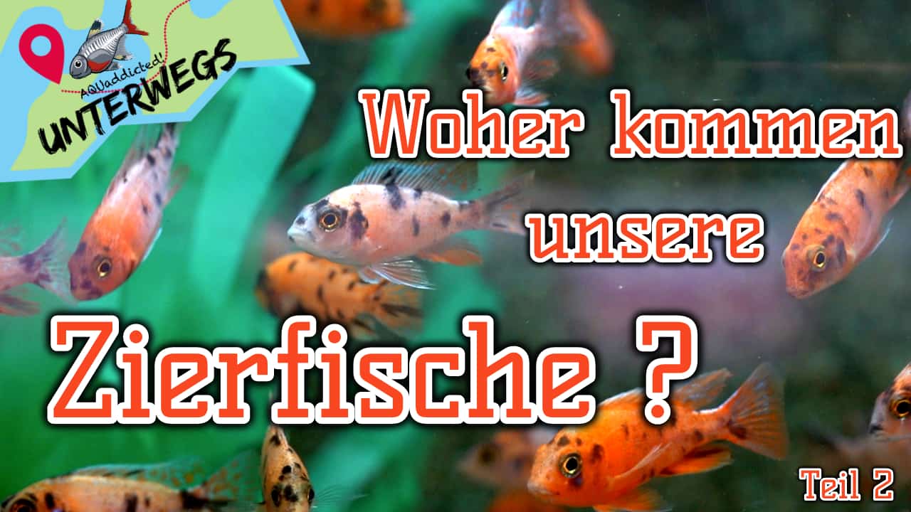 AQUaddicted! – Video Tipp: Zu Besuch bei unserem Zierfischgroßhändler Teil 2