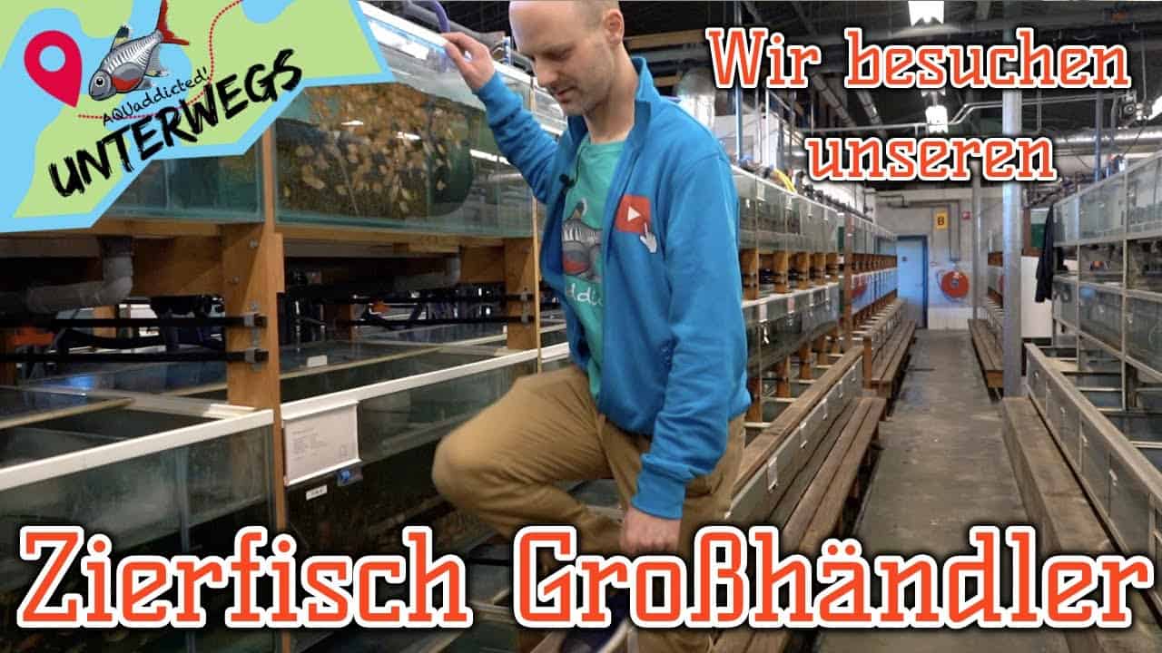 AQUaddicted! – Video Tipp: Zu Besuch bei unserem Zierfischgrosshändler Teil 1