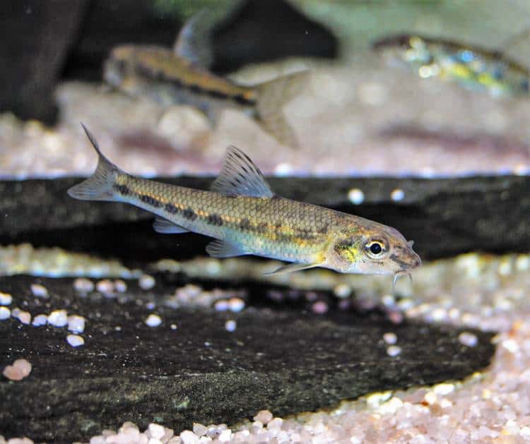 Biotopfische – Einheimische Fischarten im Gartenteich