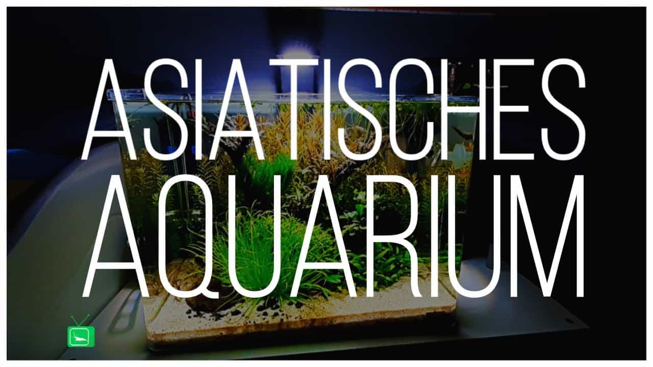 GarnelenTv Video Tipp: Asiatisches Aquarium
