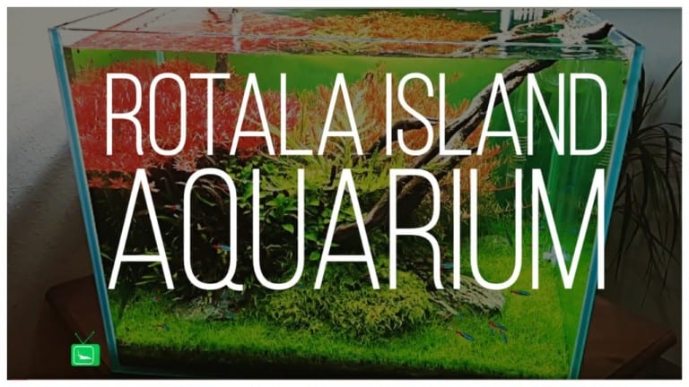 GarnelenTV Video Tipp: Rotala Island Aquarium