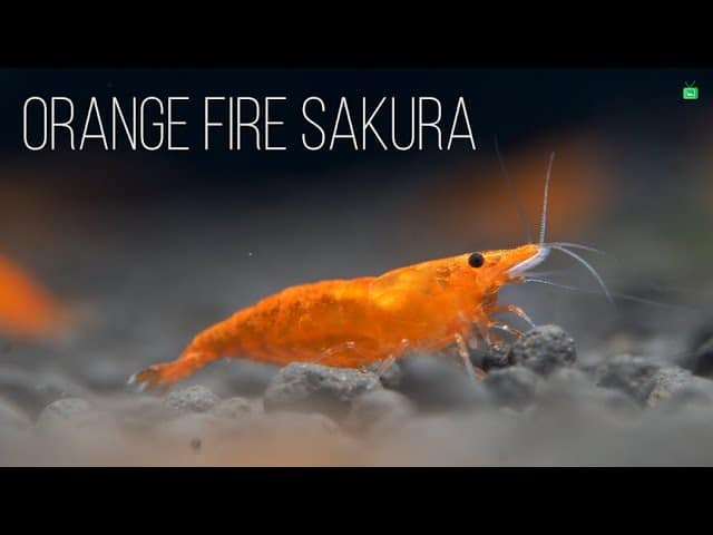 GarnelenTv Video Tipp: Orange Fire Garnele