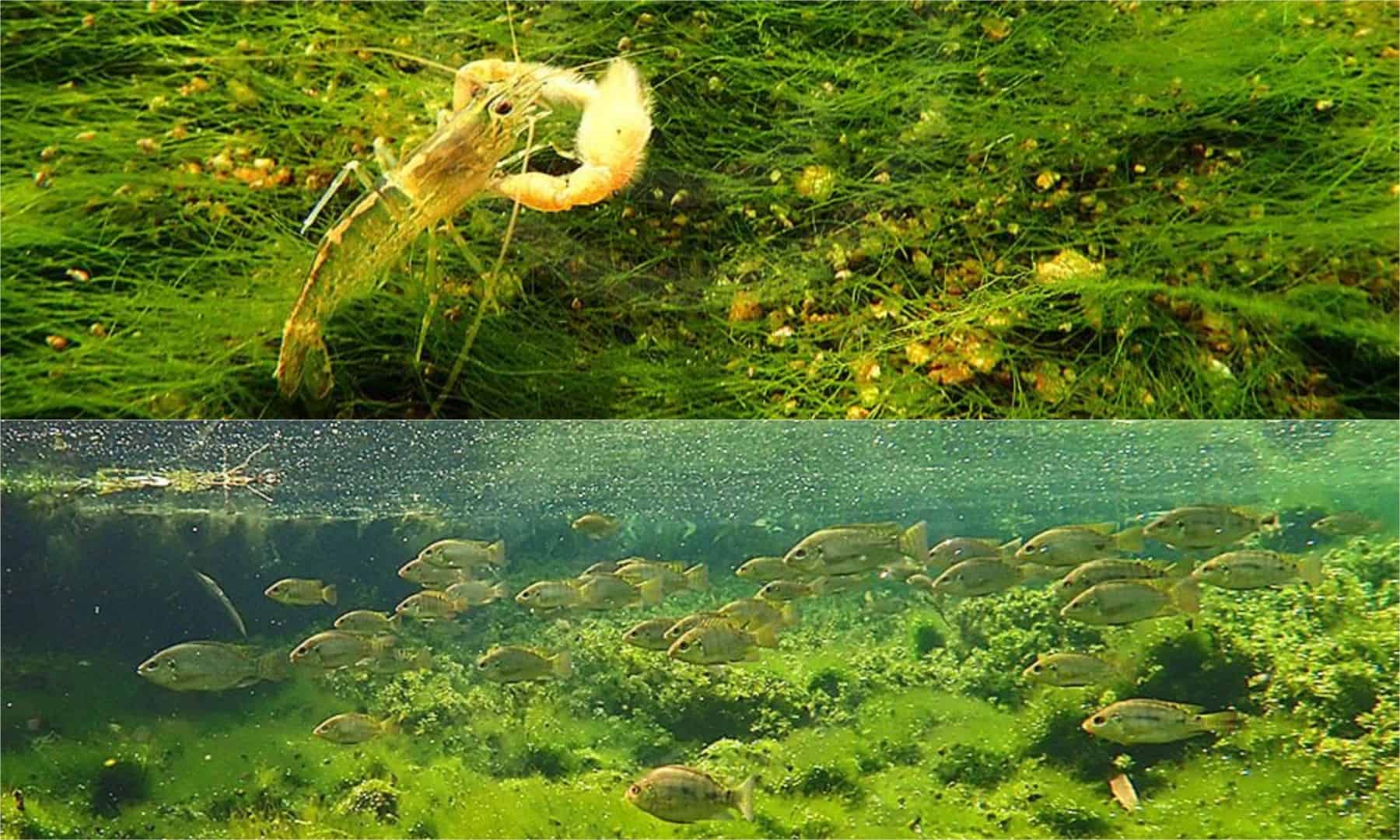 Zierfische in der freien Natur Vol. 15