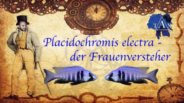 Tobis Aquaristikexzesse Video Tipp:  Placidochromis electra - Gentleman und Nutznießer