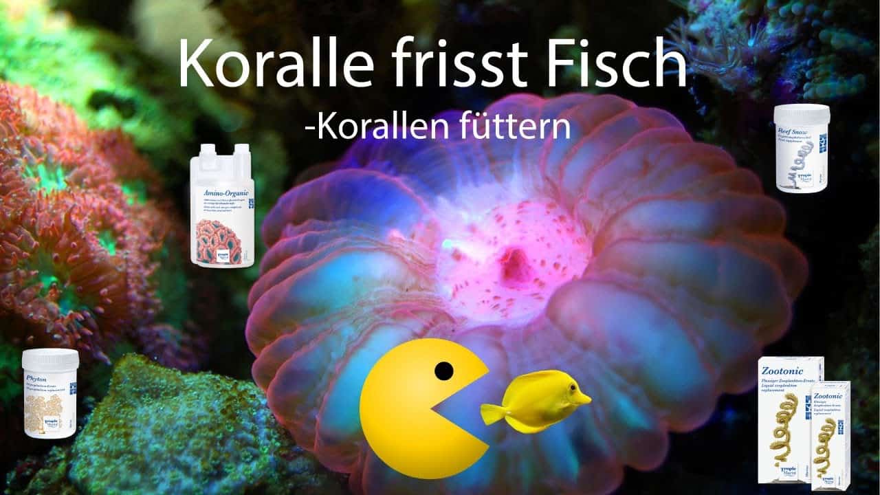 Tobis Aquaristikexzesse Video Tipp:  Korallen füttern – Koralle frisst FISCH?!